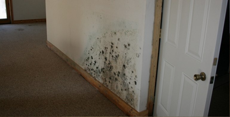 Mold Removal in Johnsburg, Illinois (4950)